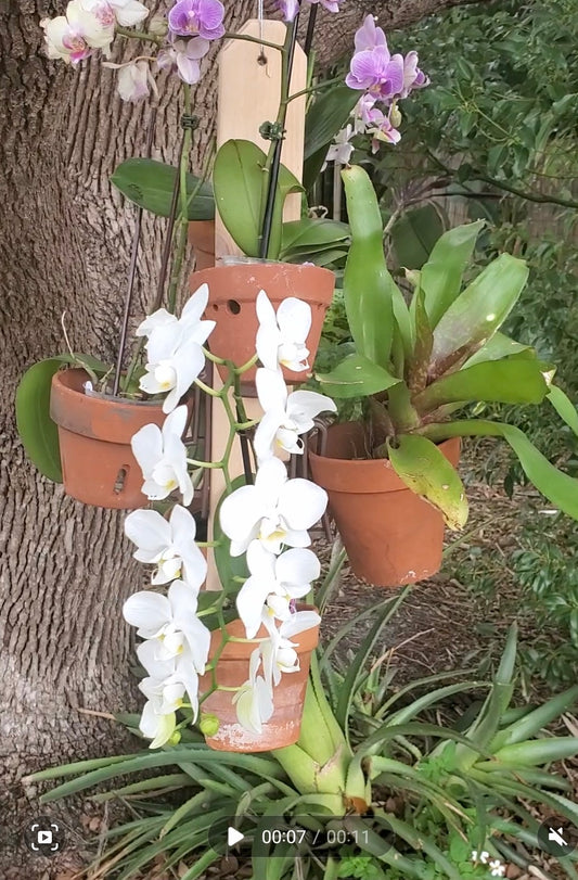 Hanger for 6 Clay Pots on Cedar. Vertical Garden for Orchids, Succulents & Herbs”