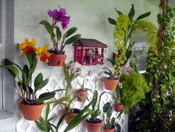 Handmade Terracotta Hanging Plant Pot Orchid Garden Indoor Outdoor Plant HOOP 