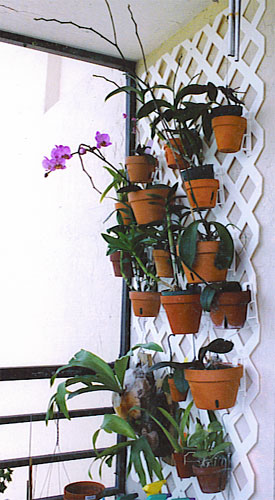 Hang Orchids Condo Garden Wall Hanging Flower Pots A Pot - Hanging Orchids On Walls